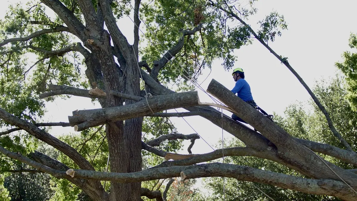 Professional Crown Thinning performed by certified arborists in Shelter Island Heights