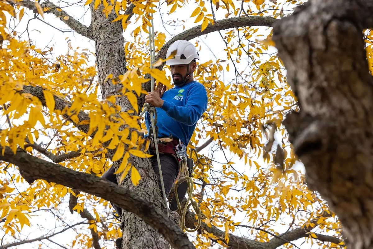 Skilled Tree Pruning crew working in Shelter Island Heights